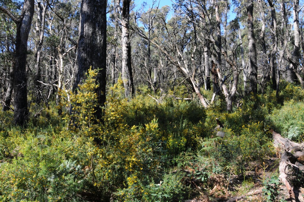 Bossiaea rosmarinifolia (hero image)