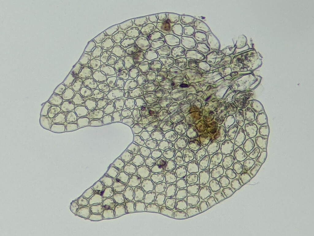 Lejeunea flava (hero image)