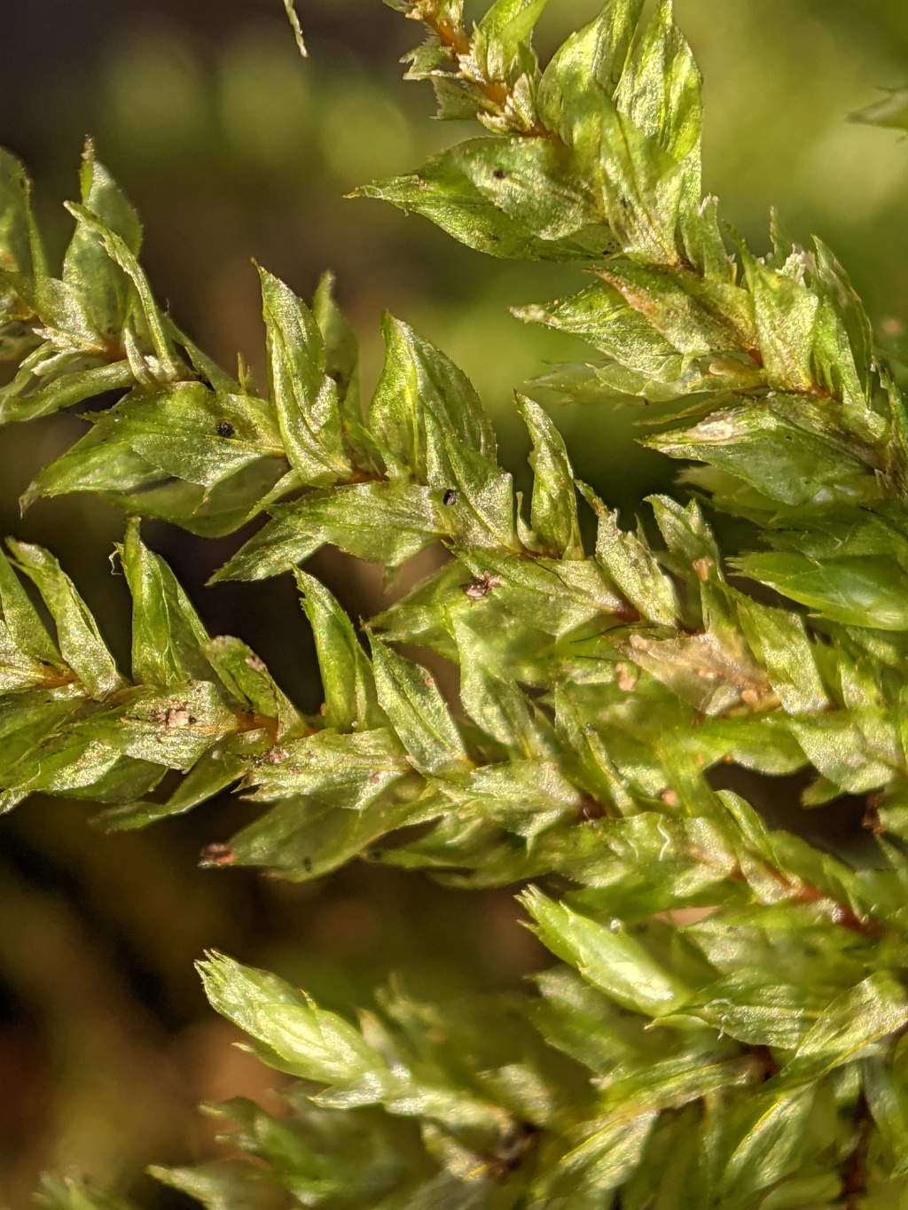 Hypnodendron vitiense (hero image)