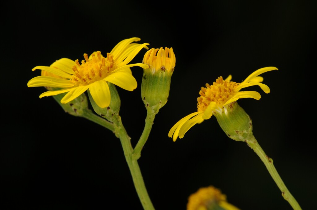 Senecio pinnatifolius (hero image)