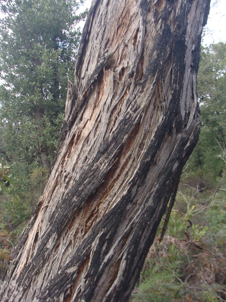 Eucalyptus ignorabilis (hero image)