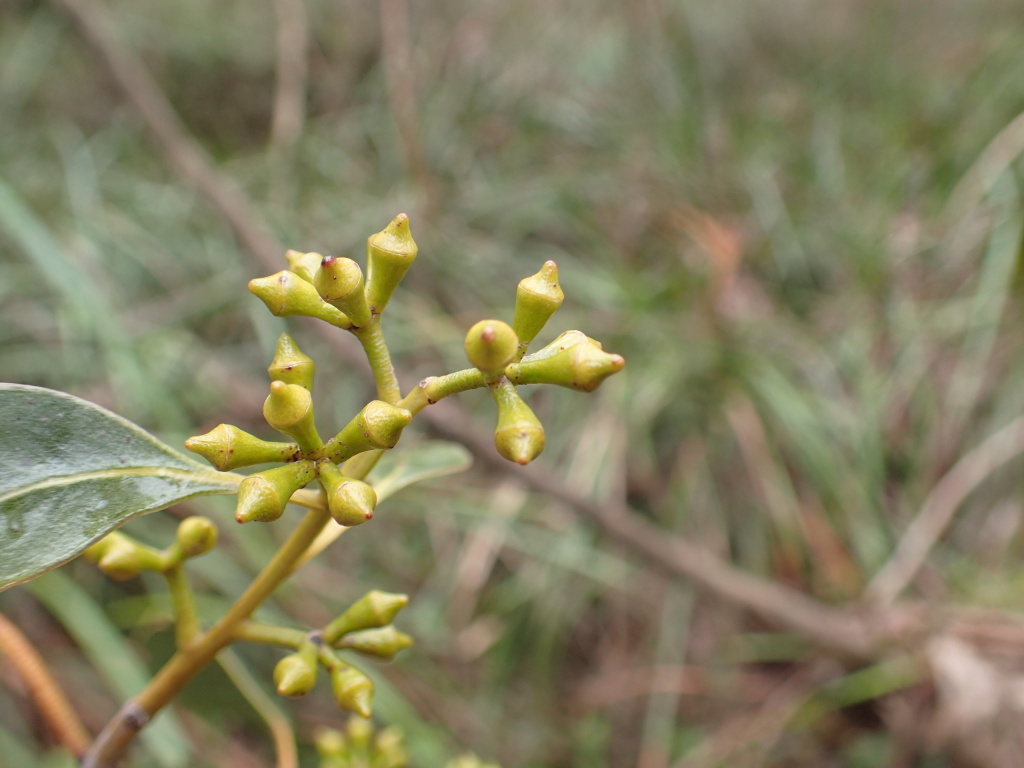 Eucalyptus ovata subsp. ovata (hero image)