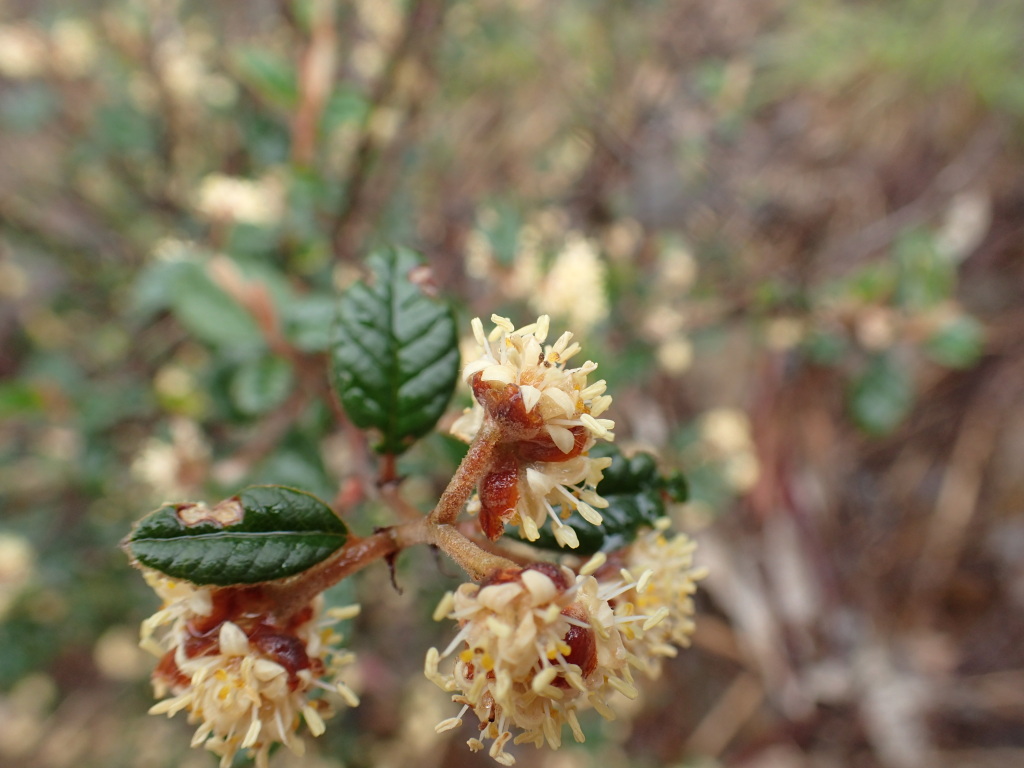 Pomaderris betulina subsp. betulina (hero image)