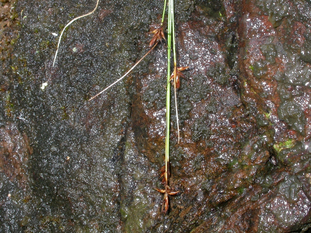 Carex archeri (hero image)