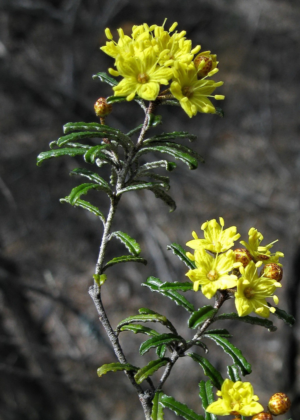 Phebalium bullatum (hero image)