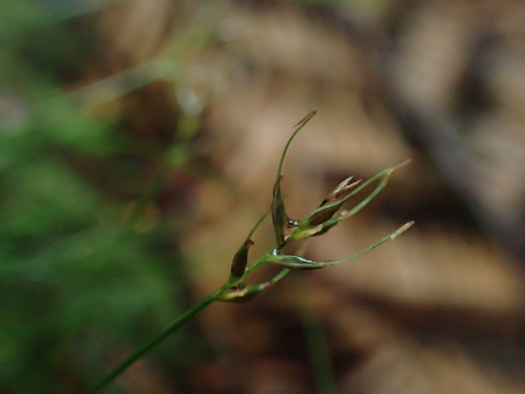 Carex austrotenella (hero image)