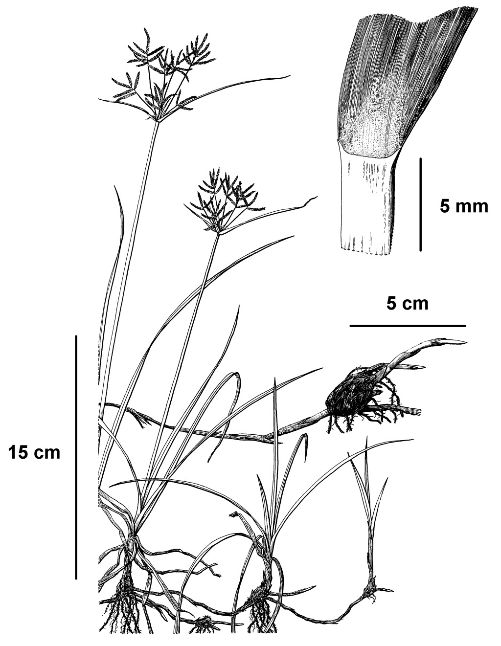 Cyperus rotundus (hero image)