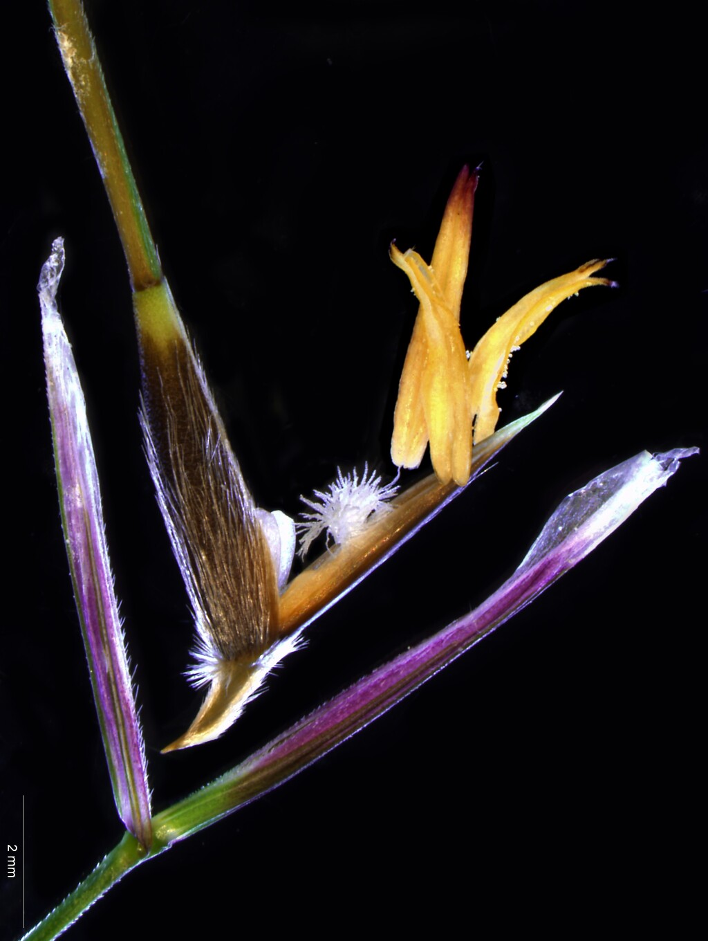 Austrostipa rudis subsp. rudis (hero image)