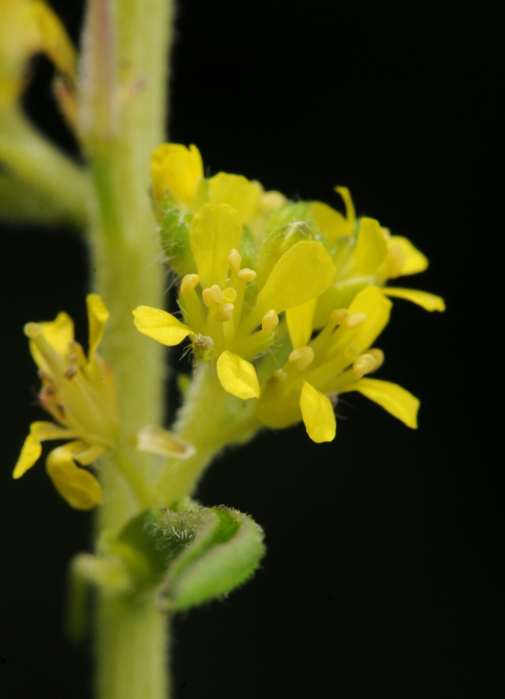 Sisymbrium officinale (hero image)