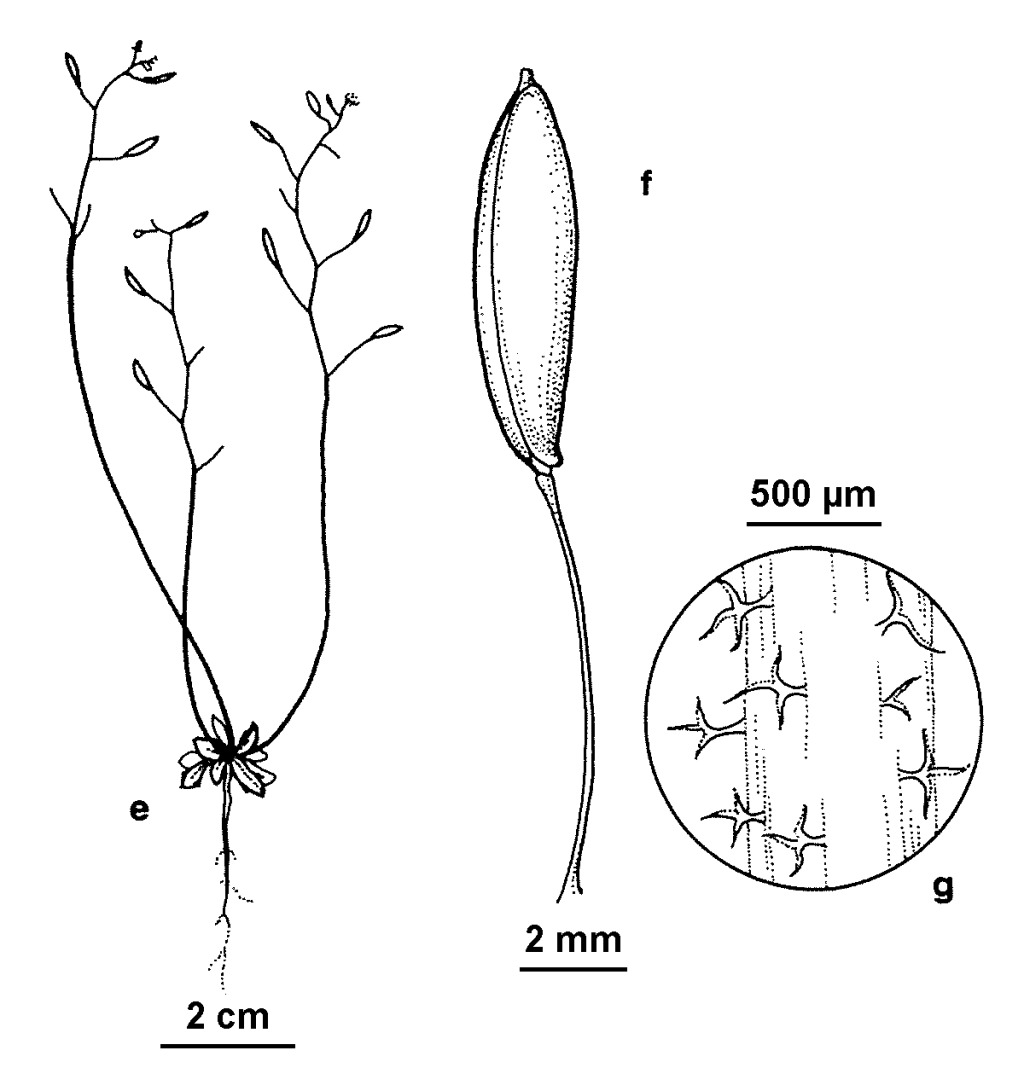 Erophila verna subsp. verna (hero image)