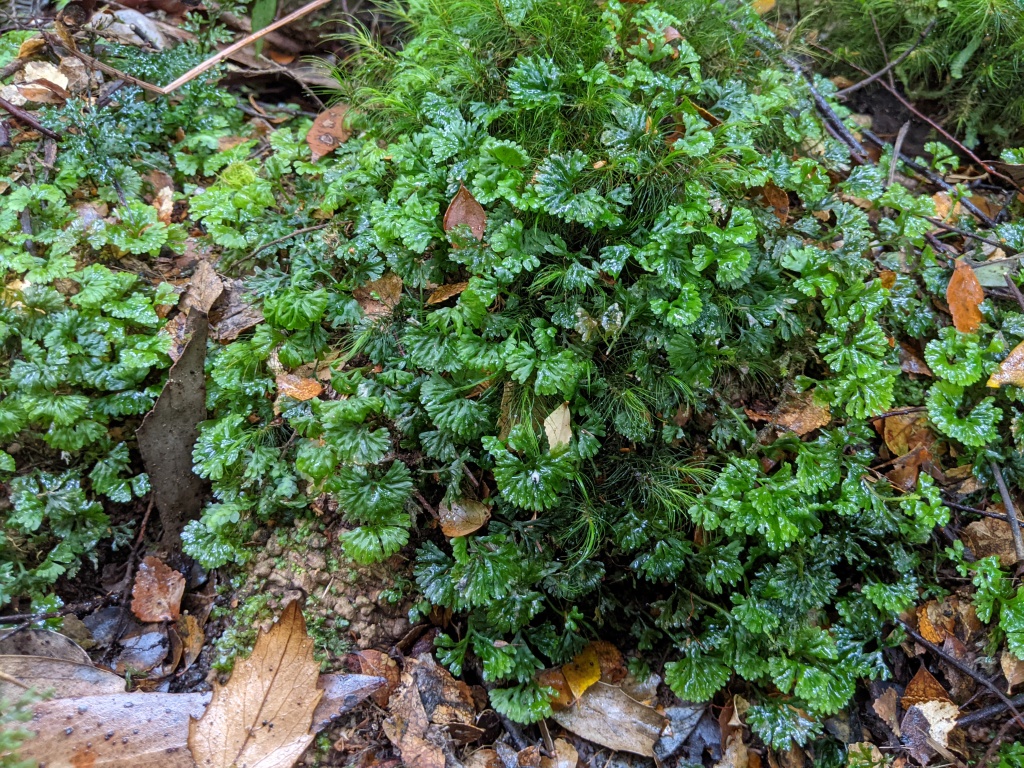 Hymenophytaceae (hero image)