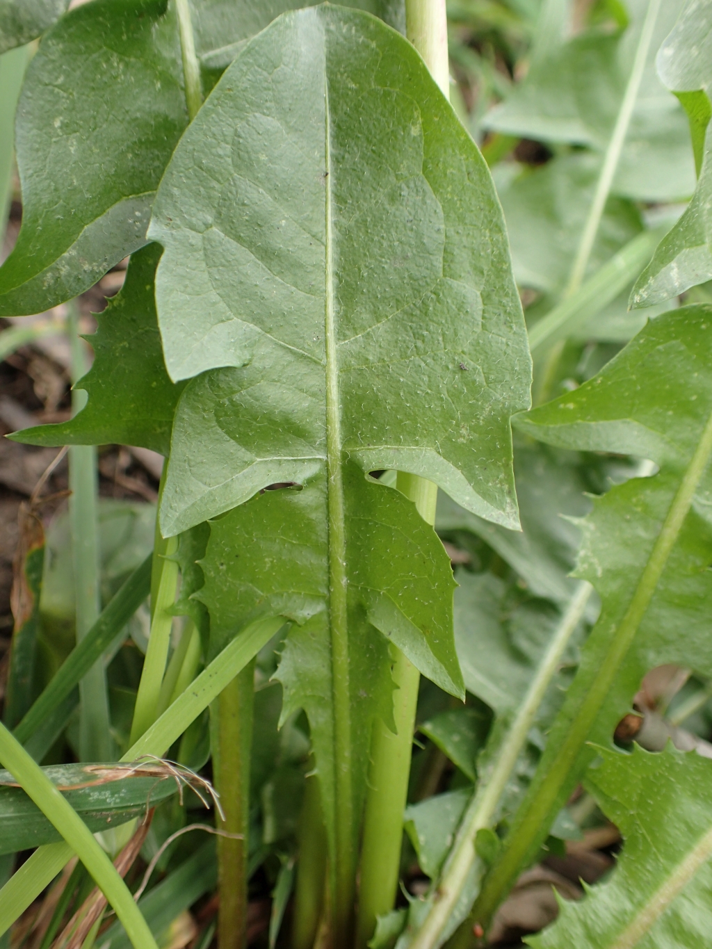 Taraxacum skanderbegii (hero image)