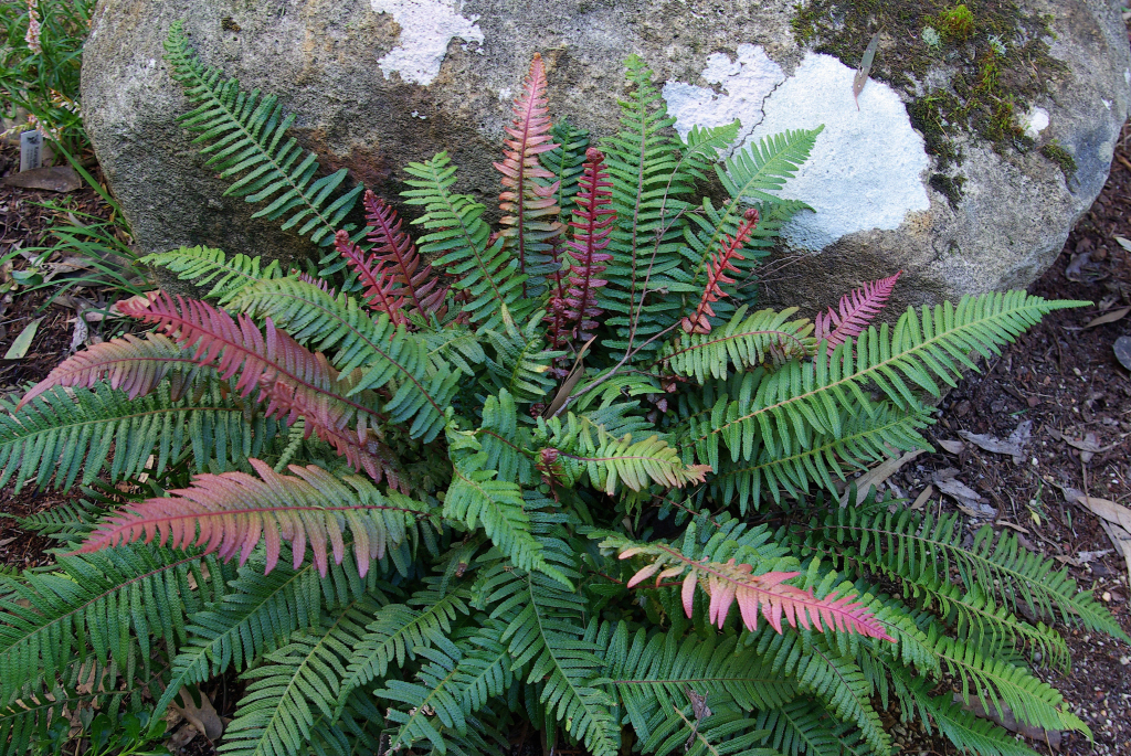 Blechnum neohollandicum (hero image)