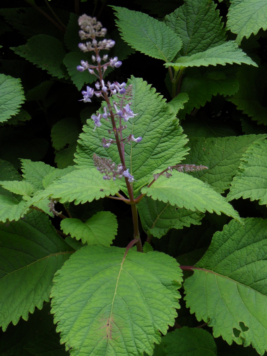 Plectranthus fruticosus (hero image)