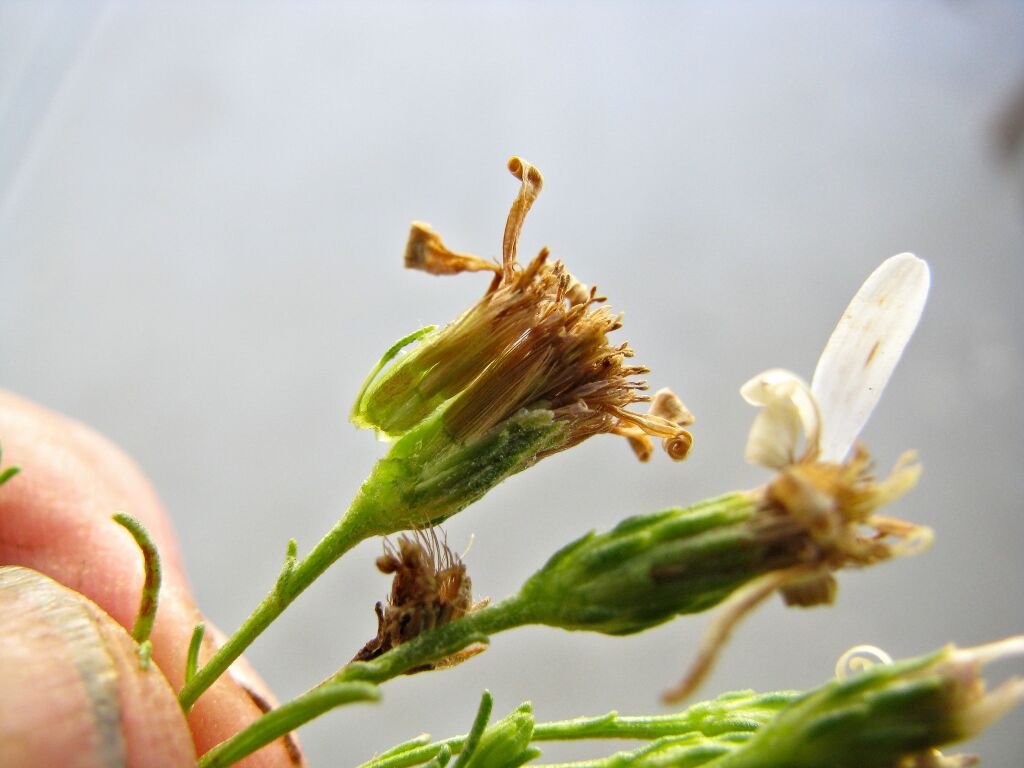 Olearia passerinoides subsp. glutescens (hero image)