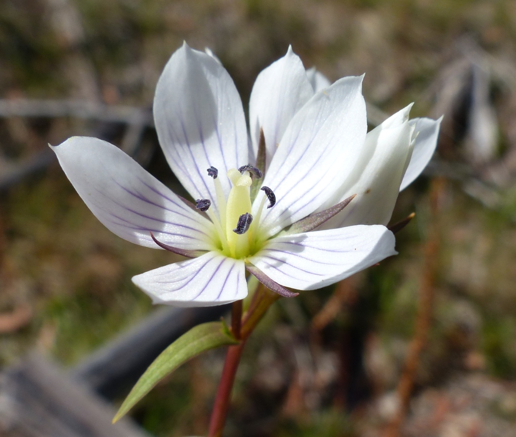 Gentianella cunninghamii (hero image)