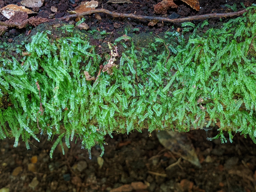 Rhizogonium novae-hollandiae (hero image)