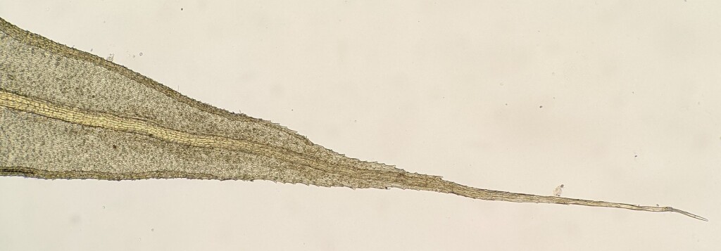 Breutelia affinis (hero image)