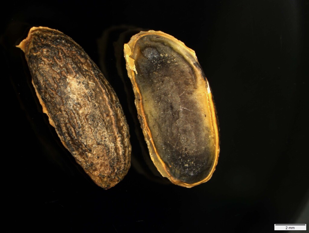 Grevillea barklyana (hero image)