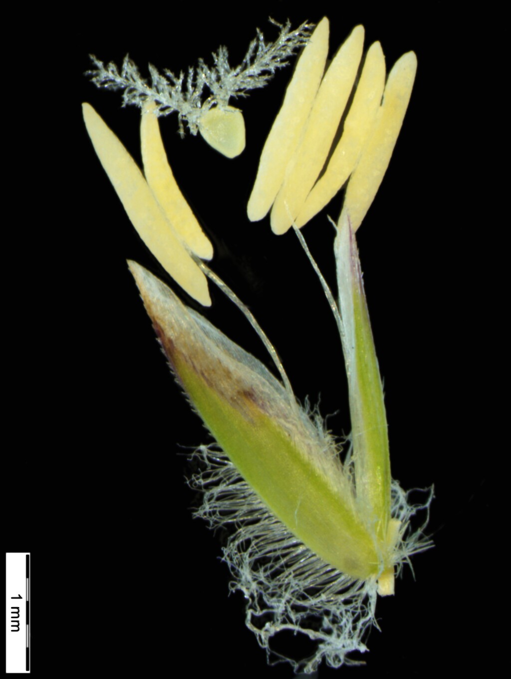 Poa bulbosa (hero image)