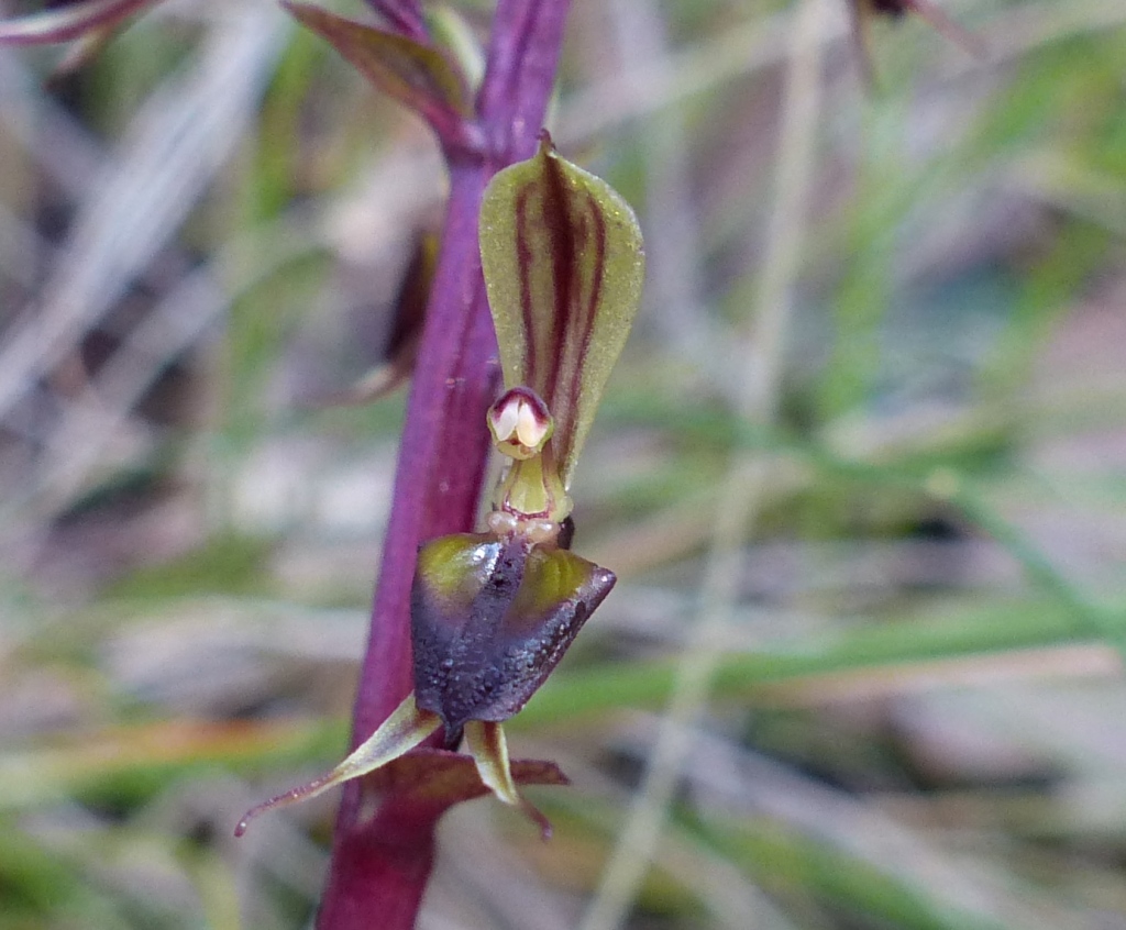 Acianthus exsertus (hero image)