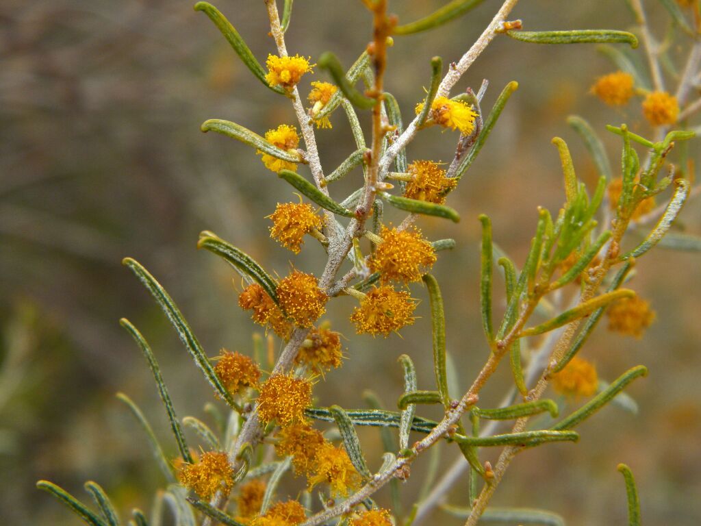 Acacia wilhelmiana (hero image)