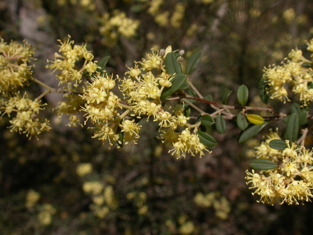 Pomaderris andromedifolia (hero image)