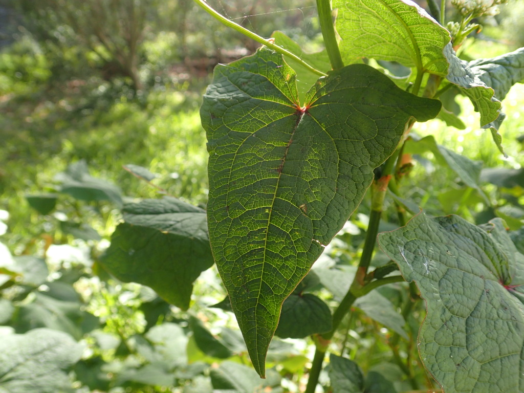 Fagopyrum esculentum (hero image)
