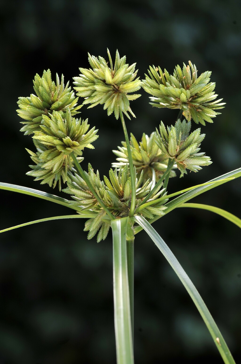 Cyperus eragrostis (hero image)