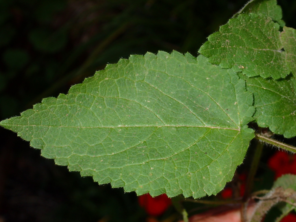 Stachys (hero image)