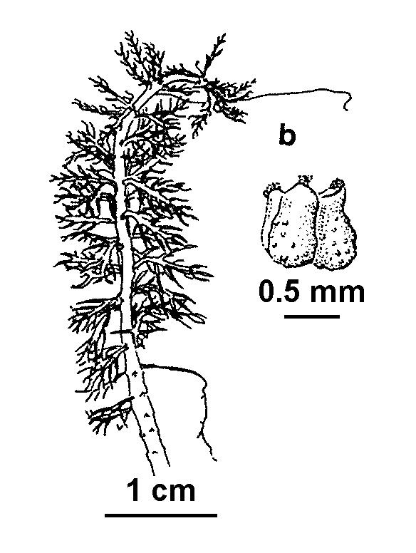 Myriophyllum alpinum (hero image)