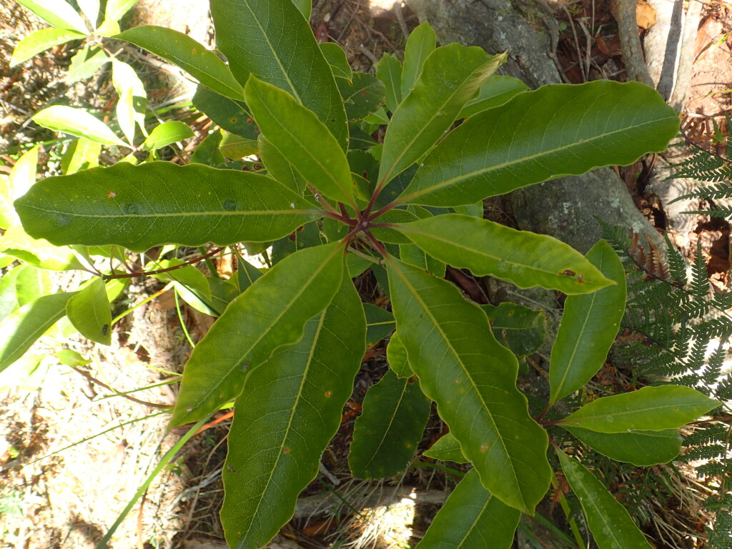 Pittosporum undulatum (hero image)