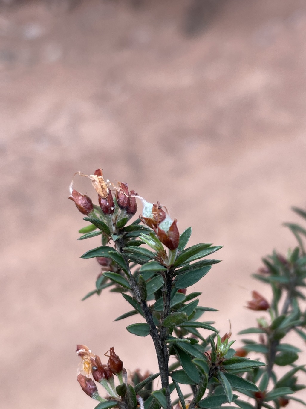 Pultenaea vrolandii (hero image)