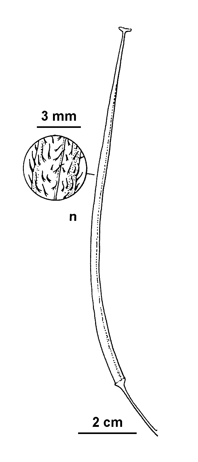 Glaucium corniculatum (hero image)