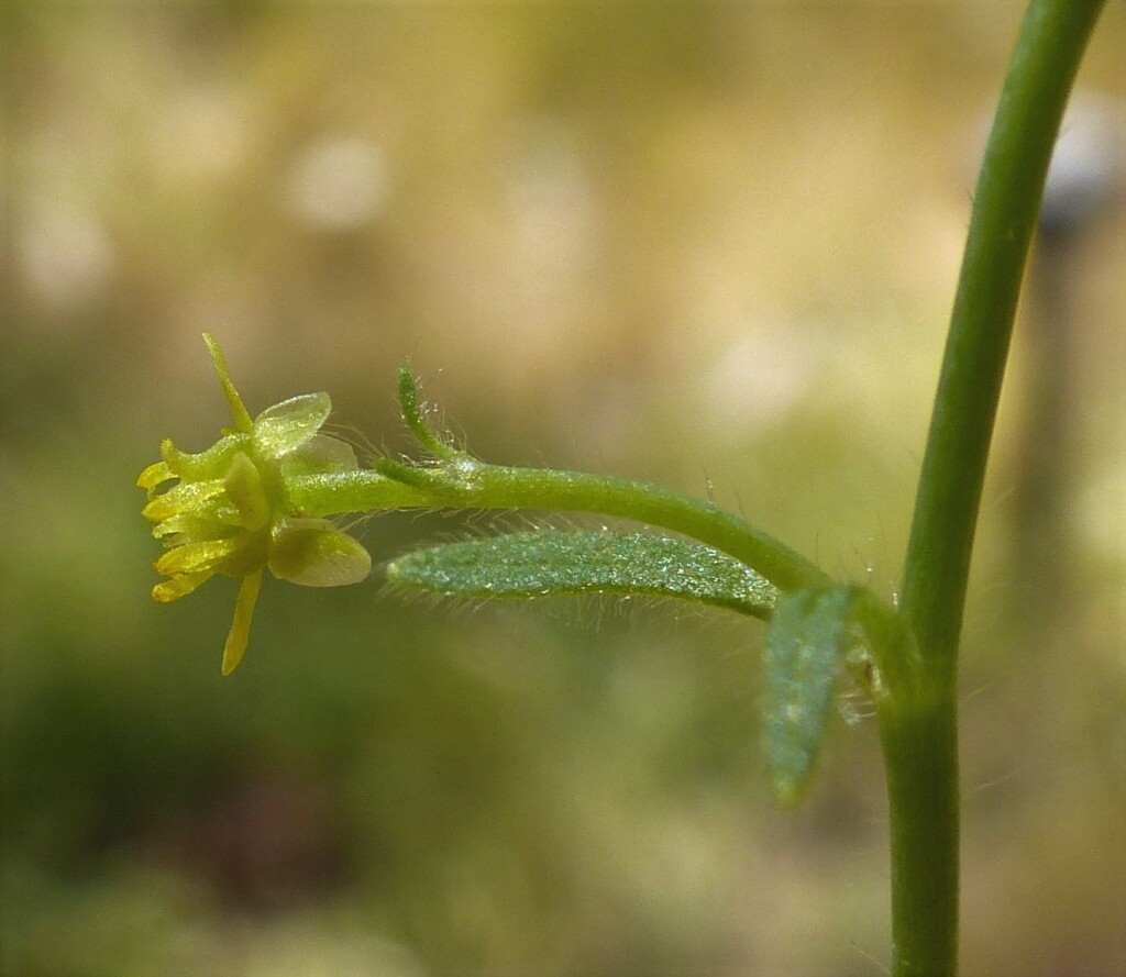 Ranunculus parviflorus (hero image)