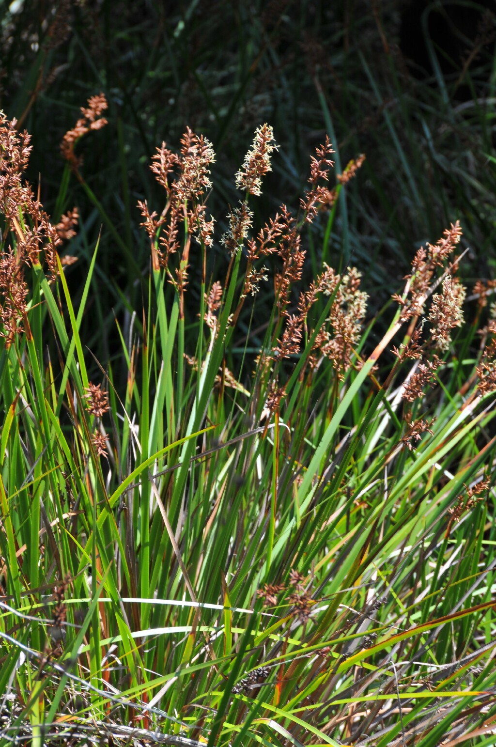 Lepidosperma sieberi (hero image)