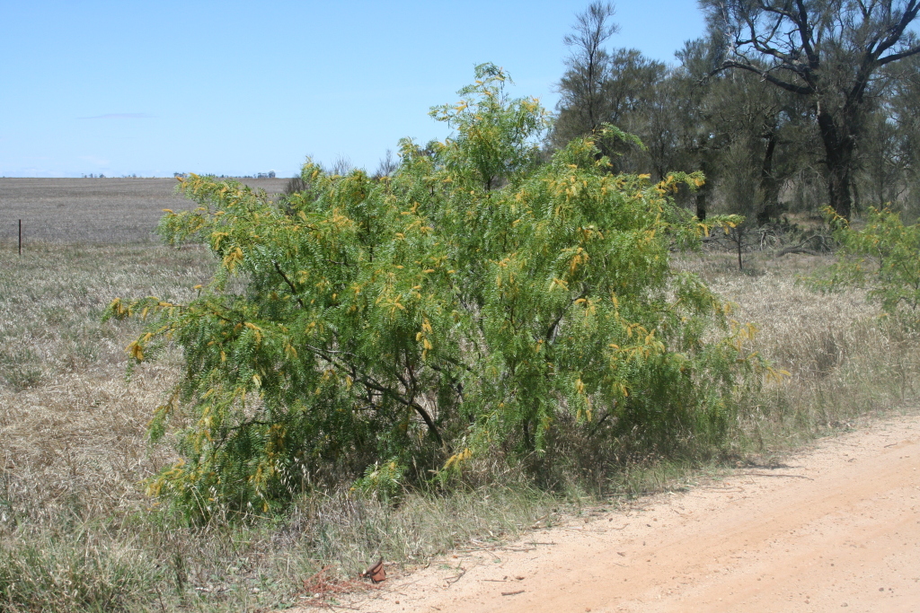 Prosopis glandulosa (hero image)