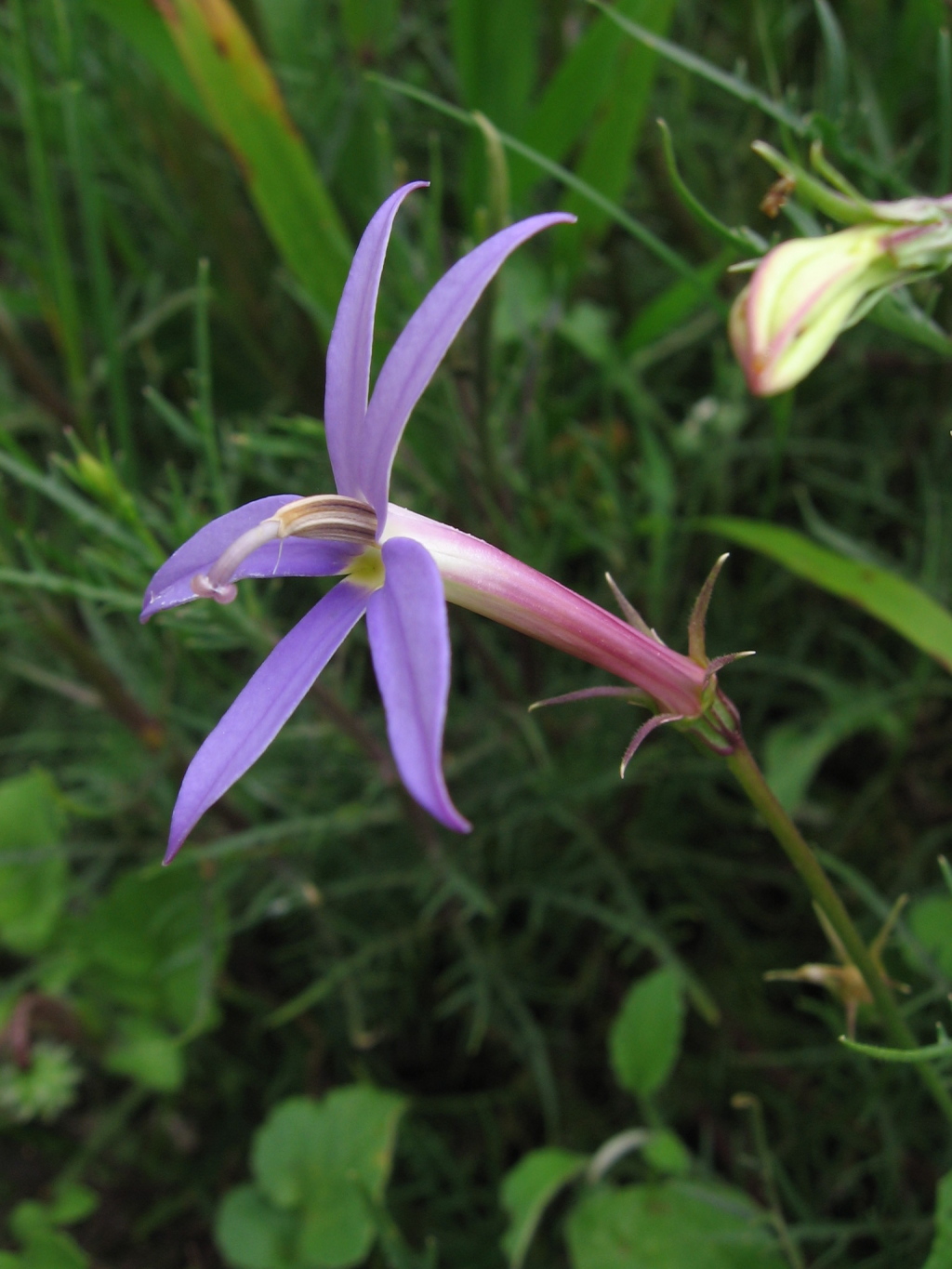 Isotoma axillaris (hero image)