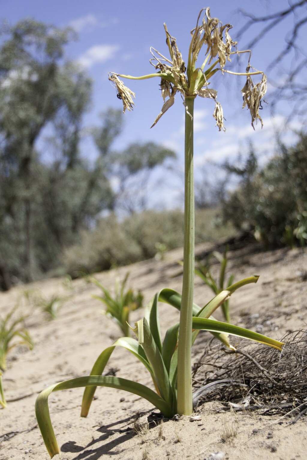 Crinum (hero image)