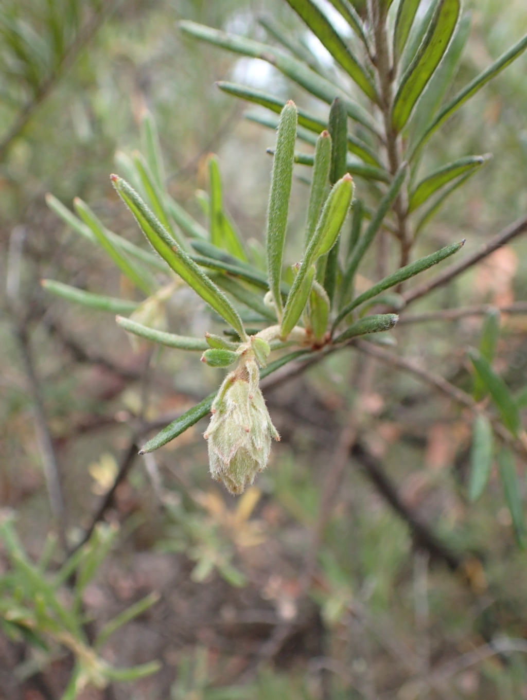 Grevillea polybractea (hero image)