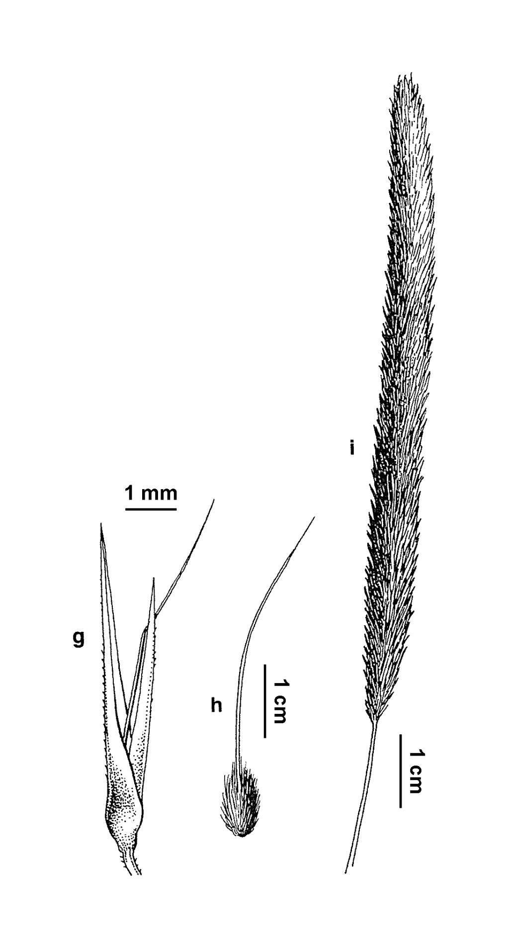 Gastridium (hero image)