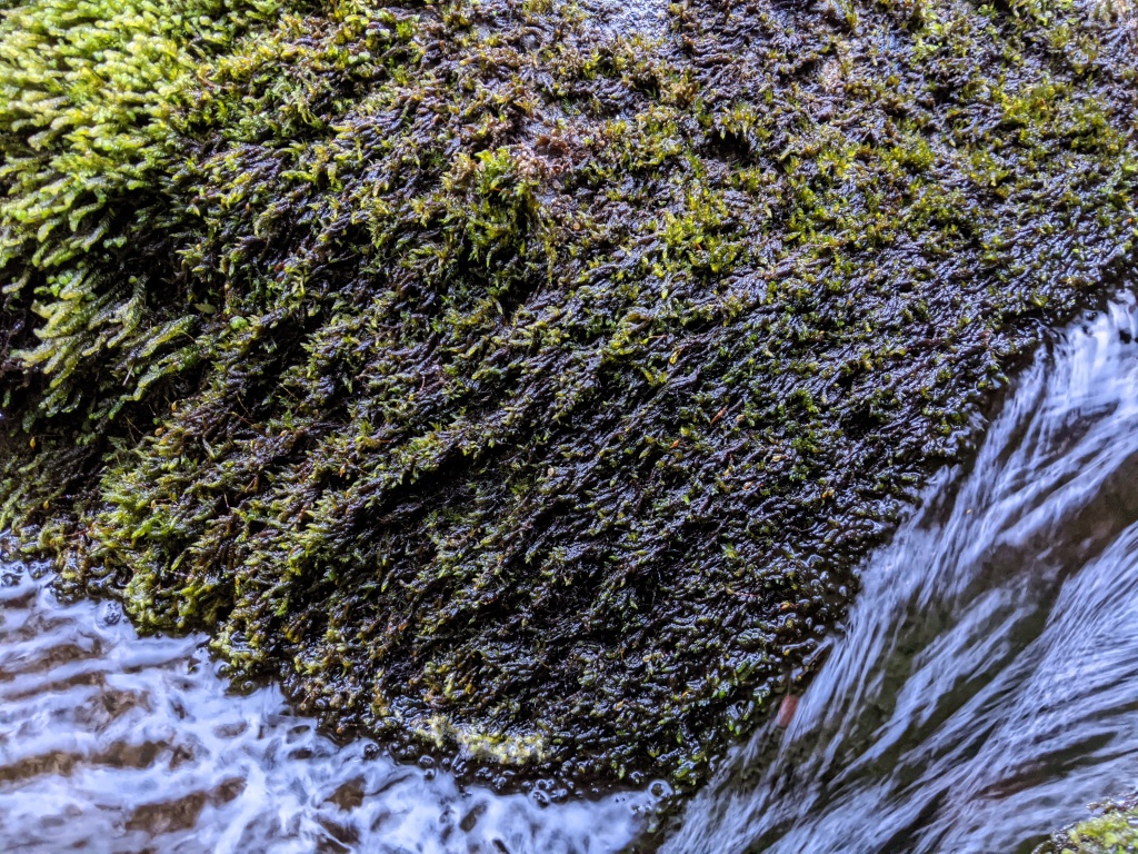 Sematophyllum uncinatum (hero image)