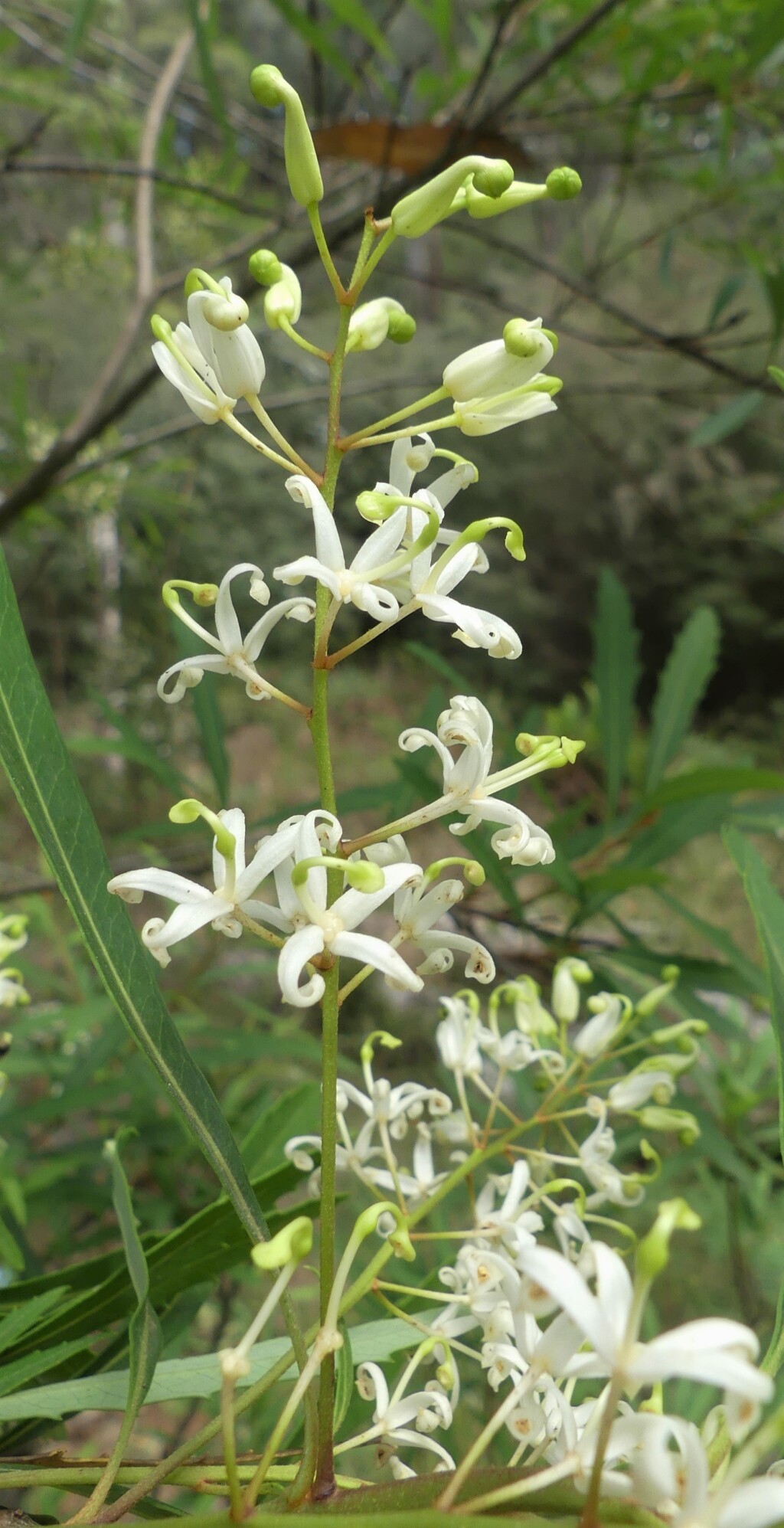 Lomatia myricoides (hero image)