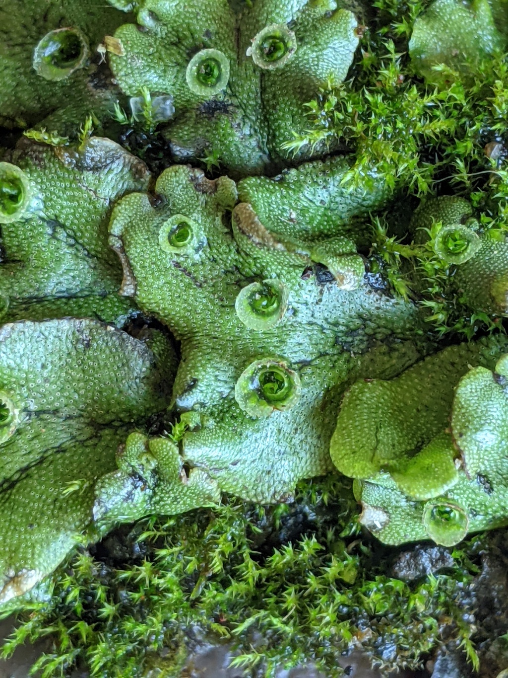 Marchantiaceae (hero image)