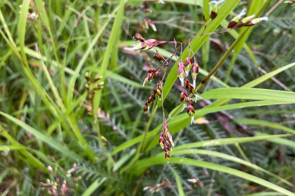 Hierochloe rariflora (hero image)