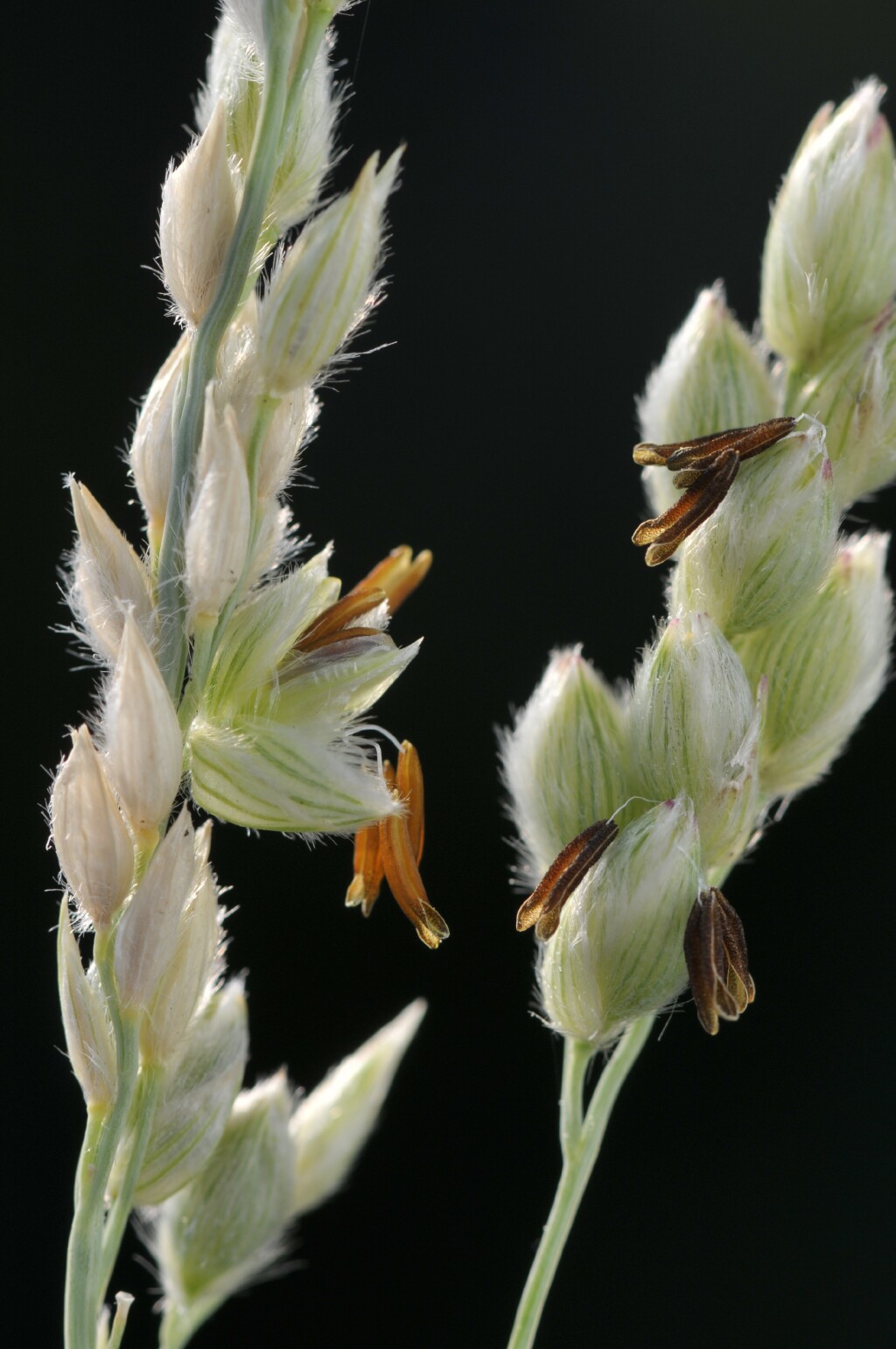 Panicum racemosum (hero image)