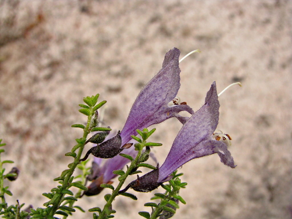 Prostanthera serpyllifolia (hero image)