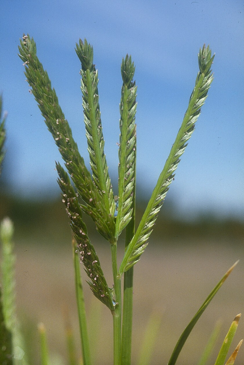 Eleusine indica (hero image)