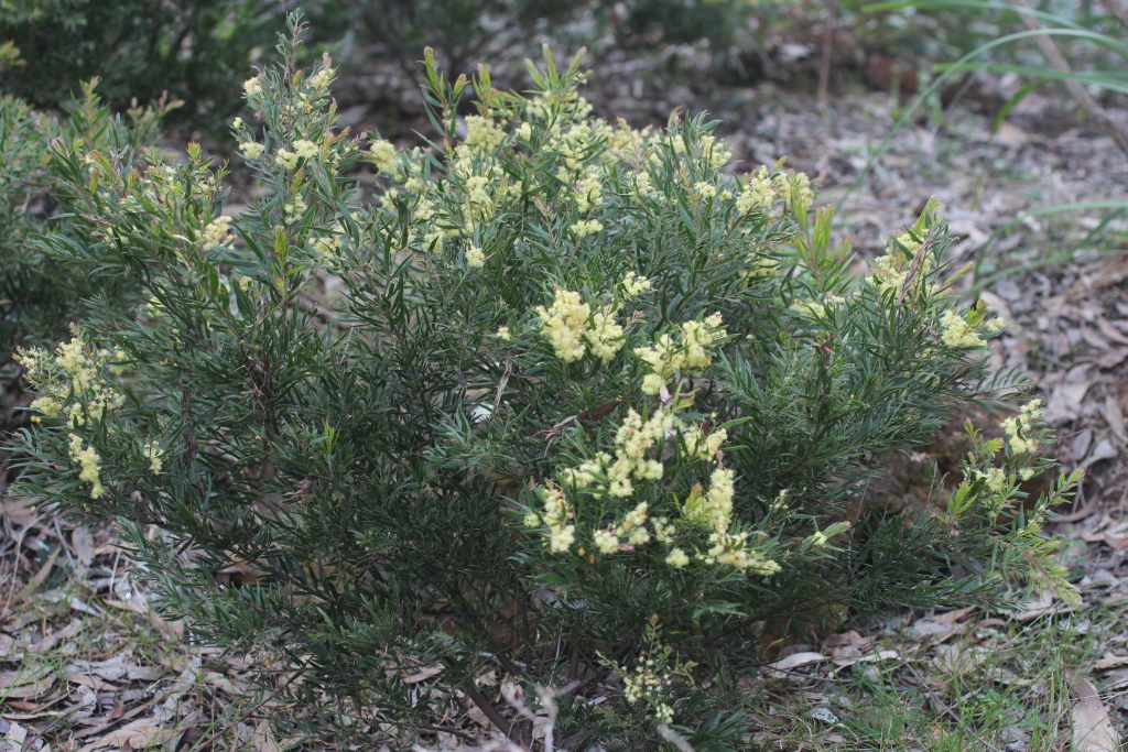 Acacia fimbriata (hero image)