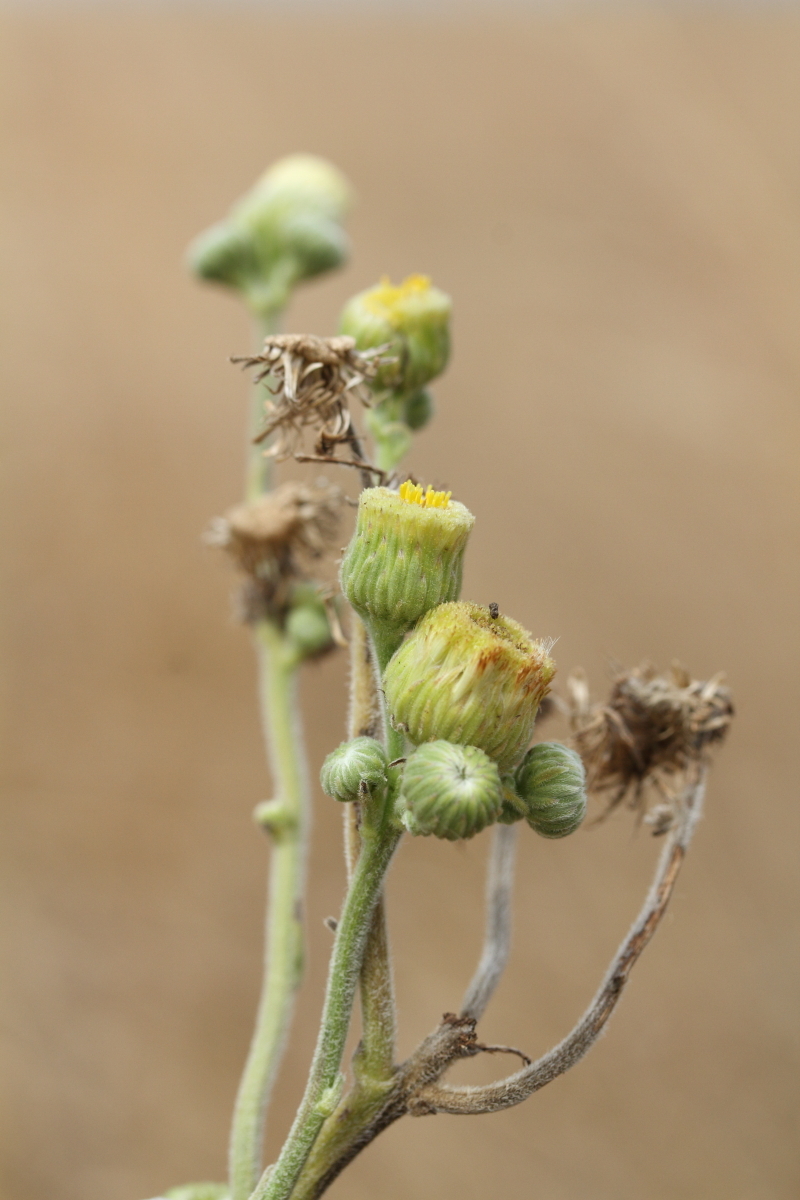 Erigeron primulifolius (hero image)